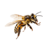 bee 1