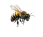 bee 2