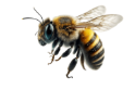 bee 3